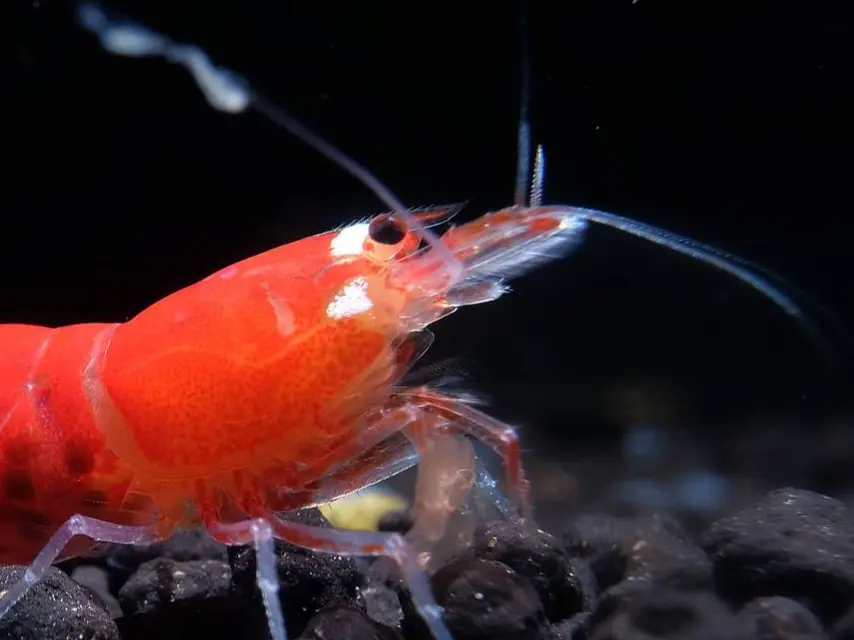 A-Shrimps - Aquarium shrimps